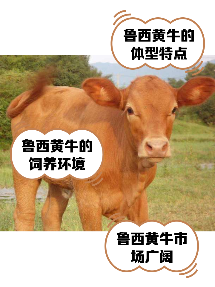 温州最新医保取现黄牛方法分析(最方便真实的温州医保取现黄牛怎么取方法)